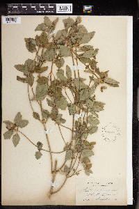 Euphorbia dentata image