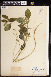 Euphorbia dentata image