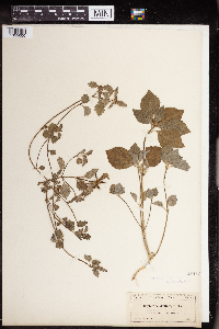 Euphorbia dentata image