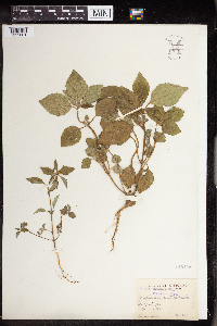 Euphorbia dentata image