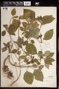 Euphorbia dentata image