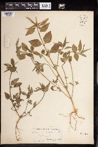 Euphorbia dentata image