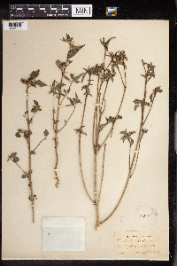 Euphorbia dentata image