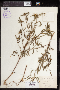 Euphorbia dentata image