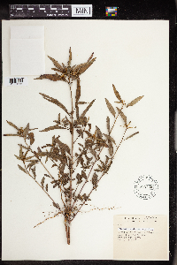 Euphorbia dentata image