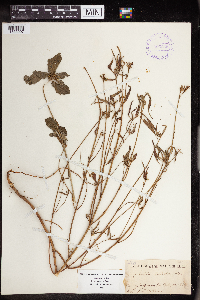 Euphorbia dentata image