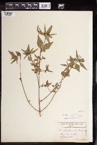 Euphorbia dentata image