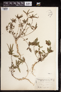 Euphorbia dentata image