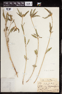 Euphorbia dentata image