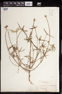 Euphorbia dentata image