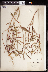 Euphorbia dentata image