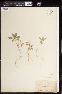 Euphorbia dentata image