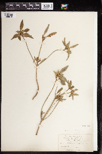 Euphorbia dentata image