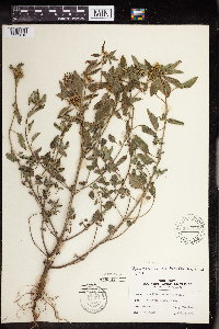 Euphorbia dentata image