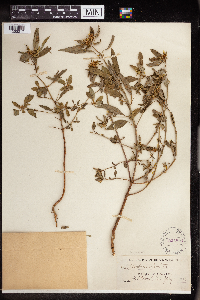 Euphorbia dentata image