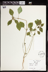 Euphorbia dentata image