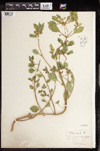 Euphorbia dentata image