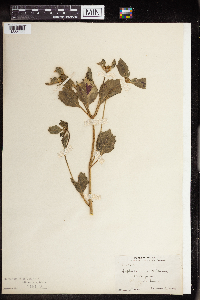 Euphorbia dentata image