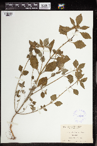 Euphorbia dentata image