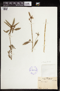 Euphorbia dentata image