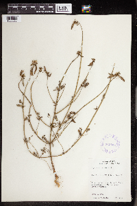 Euphorbia dentata image