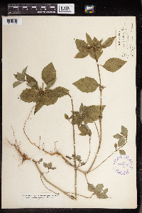 Euphorbia dentata image