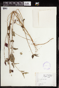 Euphorbia dentata image