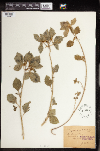 Euphorbia dentata image