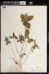 Euphorbia dentata image