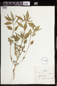 Euphorbia dentata image