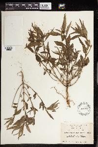 Euphorbia dentata image