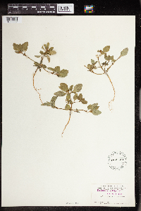 Euphorbia dentata image