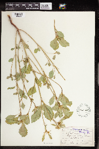 Euphorbia dentata image