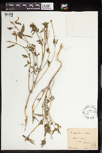 Euphorbia dentata image