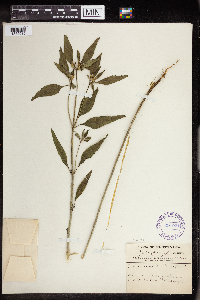 Euphorbia dentata image