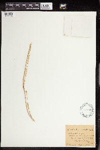 Euphorbia dentata image