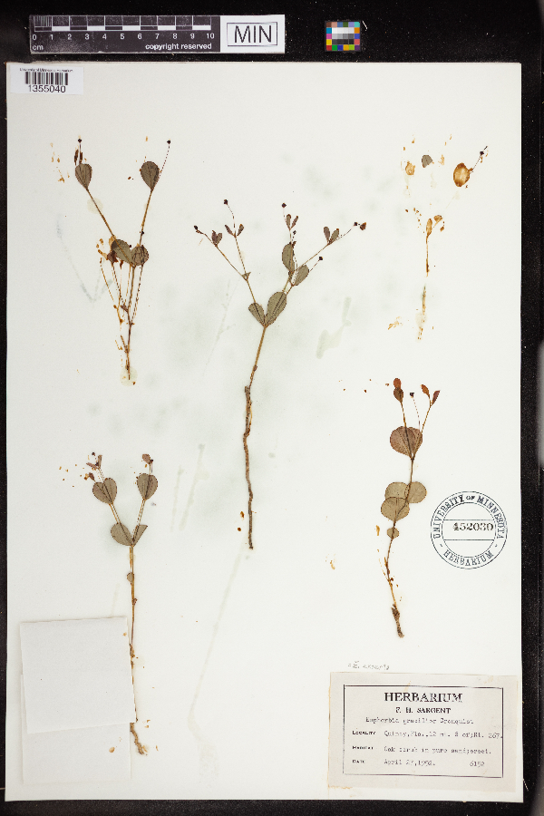 Euphorbia exserta image