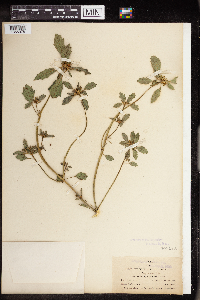 Euphorbia dentata image