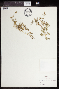 Euphorbia glyptosperma image