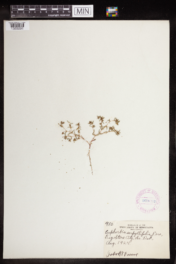 Euphorbia serpillifolia image