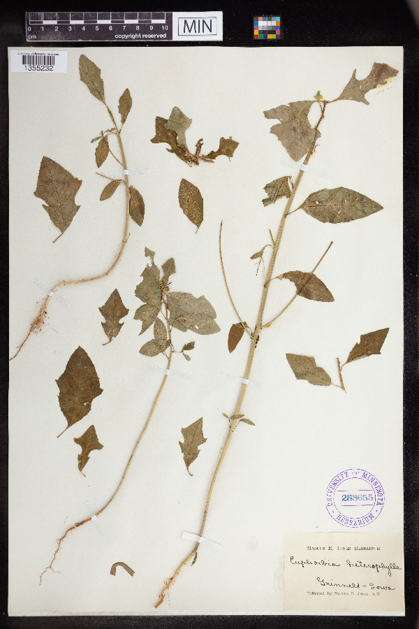 Euphorbia heterophylla image