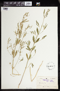 Euphorbia hexagona image