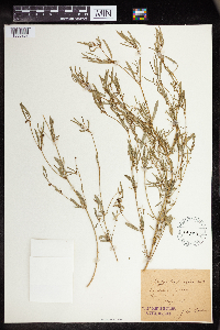 Euphorbia hexagona image