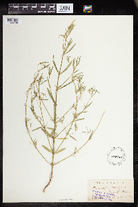 Euphorbia hexagona image