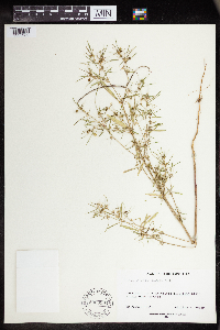 Euphorbia hexagona image