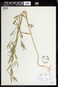 Euphorbia hexagona image