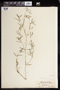 Euphorbia hexagona image