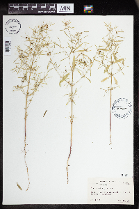 Euphorbia hexagona image