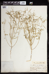 Euphorbia hexagona image