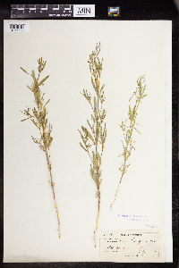 Euphorbia hexagona image